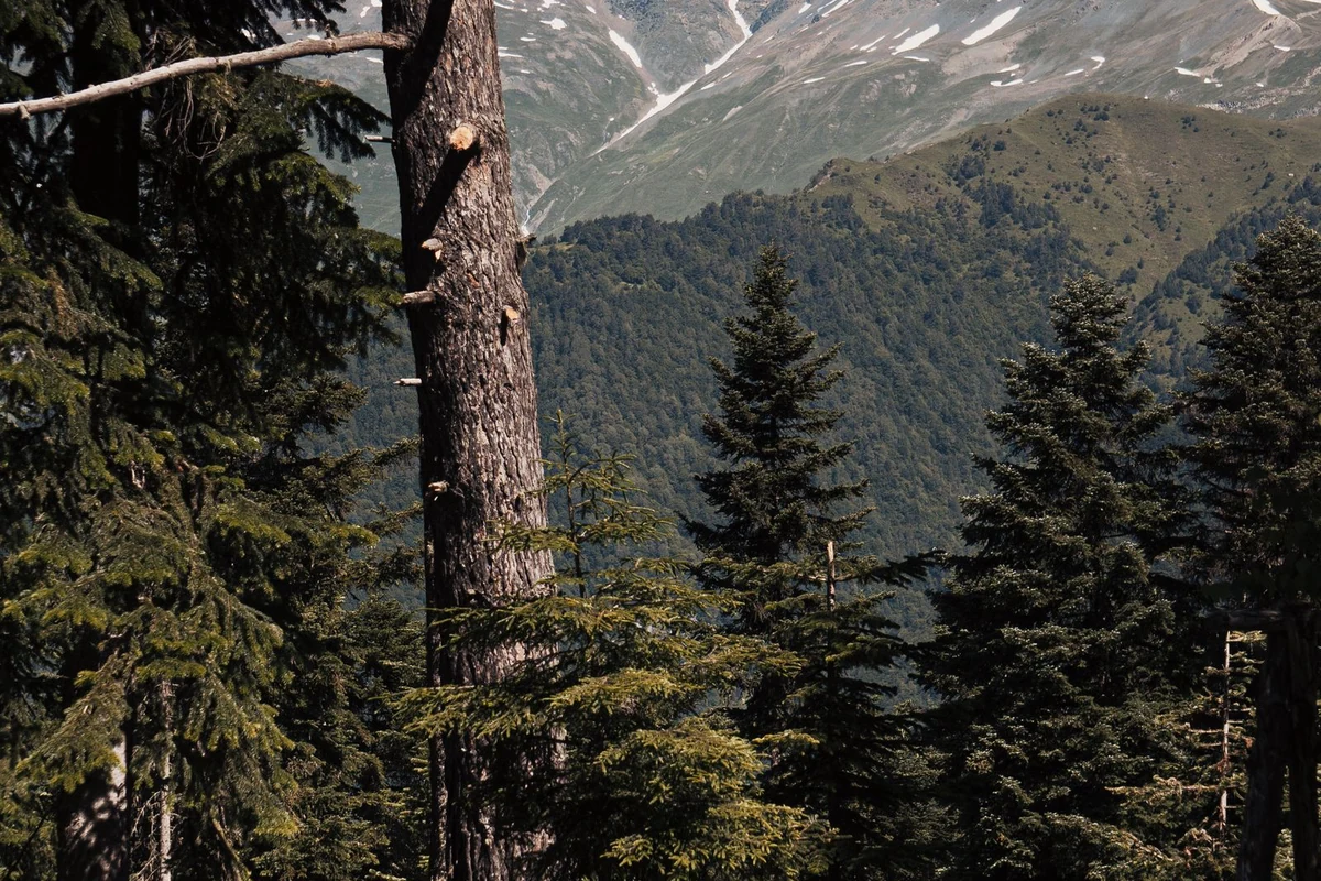 Mount Ushba rising above lush forest near Mestia, Georgia
